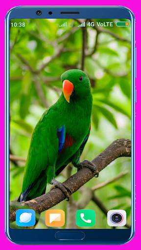 Parrot HD Wallpaper screenshot 7