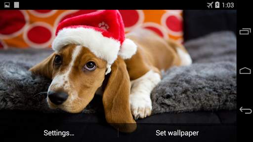 Christmas Dog Live Wallpaper screenshot 3