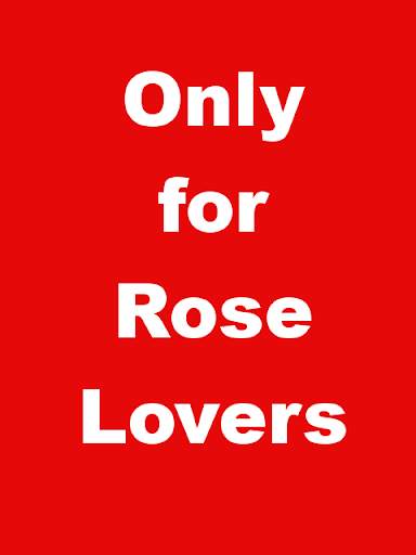 Beautiful Rose Apps. Rose Wallpapers. Roses Live. screenshot 1