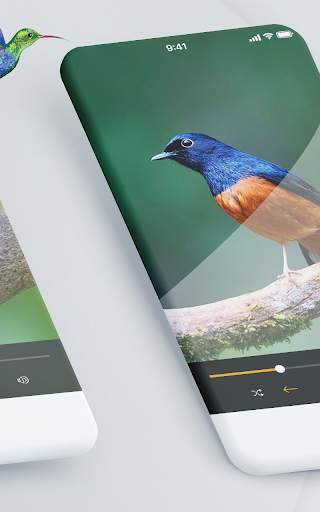 Suara pikat burung kecil lengkap screenshot 3
