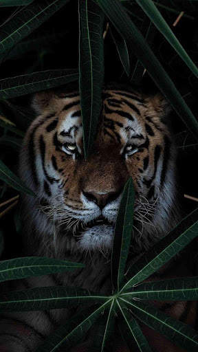 Tiger Video Live Wallpaper screenshot 6