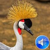 Crane Bird Sounds Ringtones 2.0