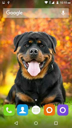 Rottweiler Dog Hd Wallpapers 1 تصوير الشاشة