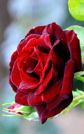 Red Rose Live Wallpaper screenshot 1