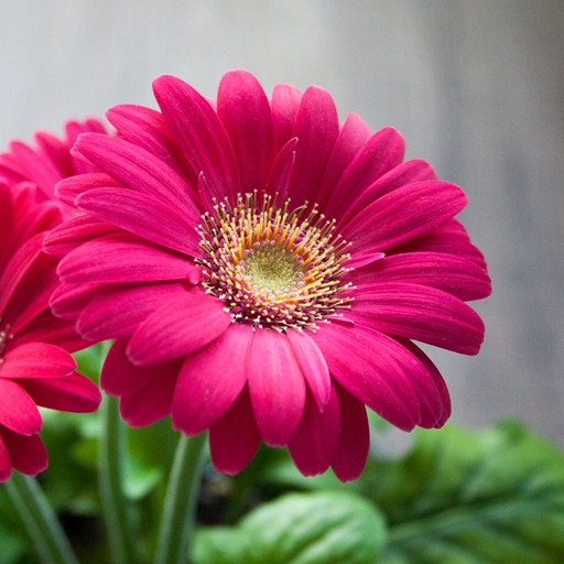 Pink Flowers Wallpaper icon