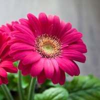 Pink Flowers Wallpaper on 9Apps