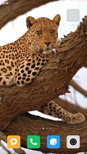 Safari HD Wallpaper screenshot 4