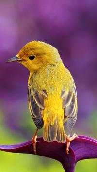 Beautiful Birds Wallpapers HD screenshot 17