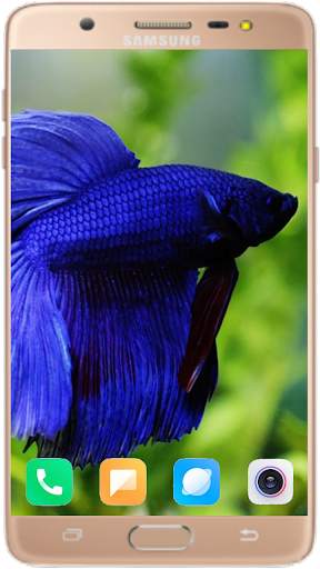 Betta Fish Wallpaper screenshot 1