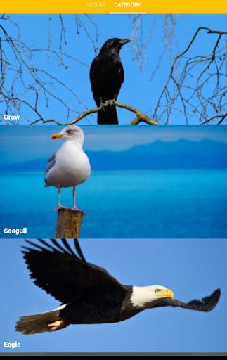 Cool Bird Wallpaper screenshot 5