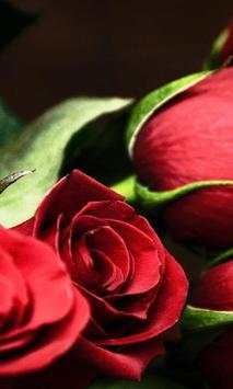 3D True Love Red Rose Themes Wallpapers screenshot 2