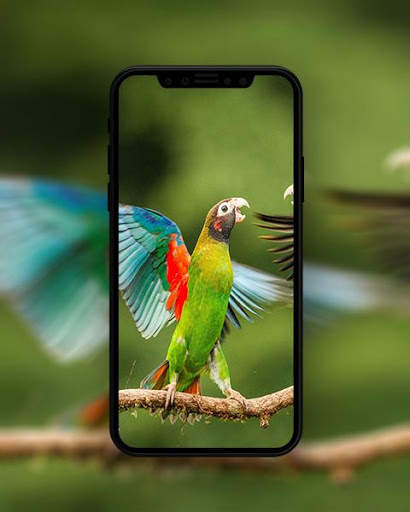 Bird Wallpapers HD स्क्रीनशॉट 7