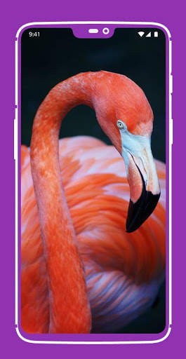 Flamingo Wallpaper screenshot 1