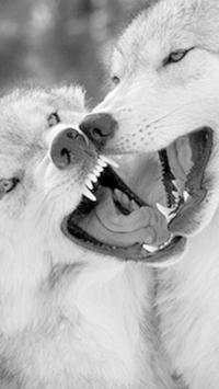HD Wolf Wallpapers screenshot 14