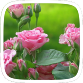 Pinky Roses Theme icon