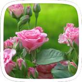 Pinky Roses Theme 1.0.0