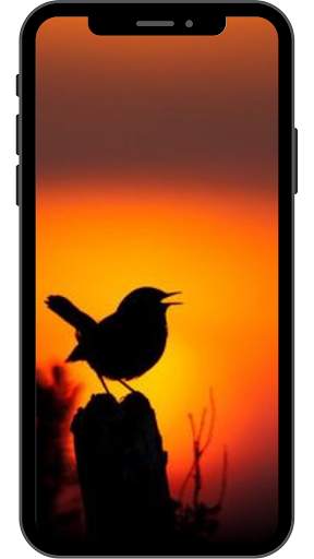Sunset Wallpaper for Android 4K HD screenshot 4