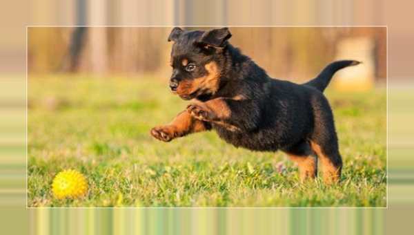 Imagens e retratos dos filhotes de cachorro screenshot 5