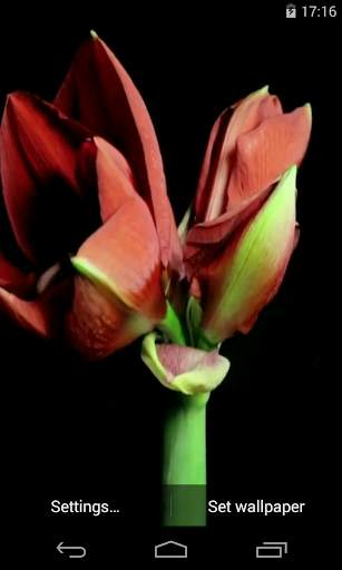 Flowers Video Live Wallpaper screenshot 1