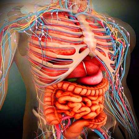Atlas of Human Anatomy Offline screenshot 2