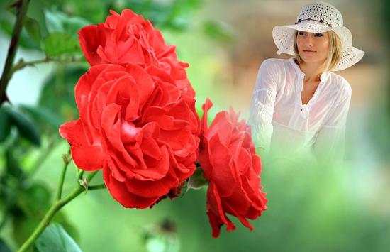 Red Rose Photo Frame screenshot 2