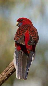 Beautiful Birds Wallpapers3 HD screenshot 13