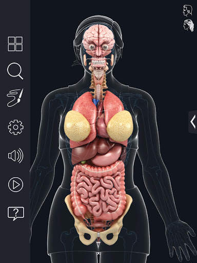 Organs Anatomy Pro. screenshot 12