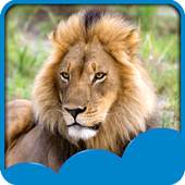 Lion Live Wallpapers 1.6