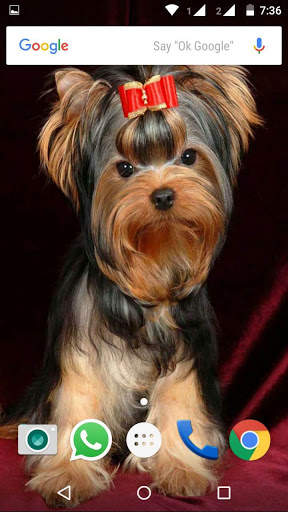 Yorkshire Terrier Dog Wallpape screenshot 2
