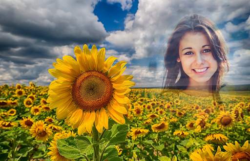 Sunflower Photo Frames screenshot 4