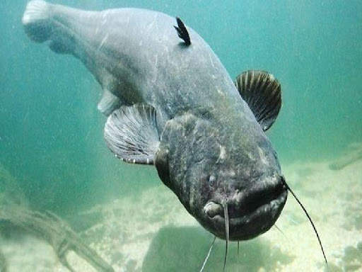 Puzzle Memancing screenshot 6