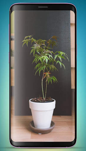 Bonsai Tree Wallpaper HD скриншот 5