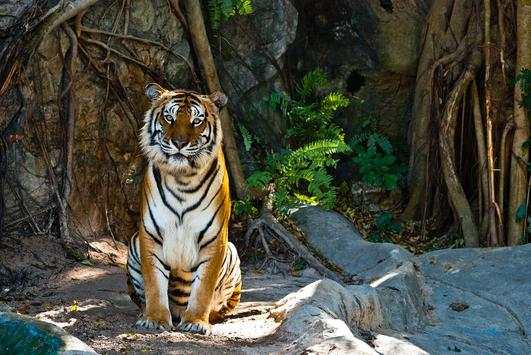 Wild Animal Photo Backgrounds 3 تصوير الشاشة