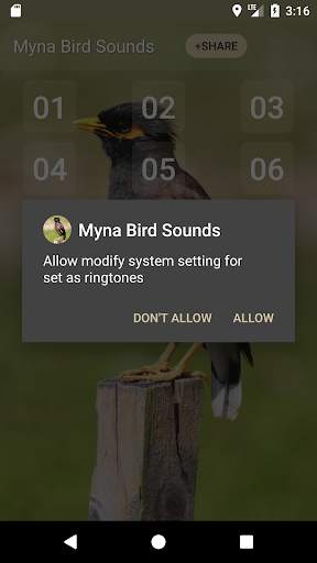 Myna Bird Sound Ringtones screenshot 3