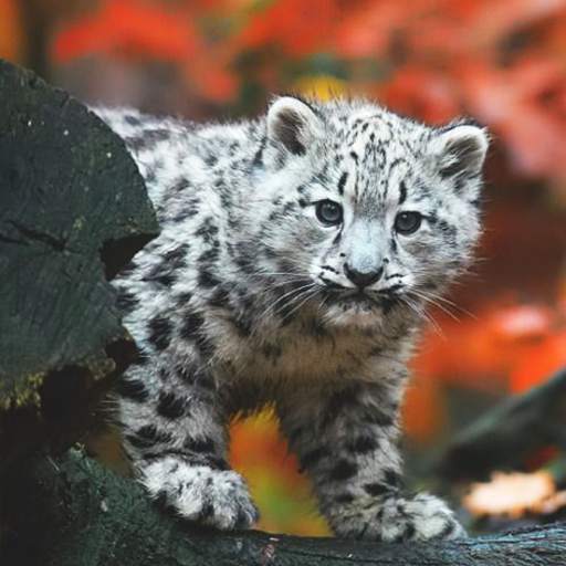 Snow Leopard Wallpaper 1.3