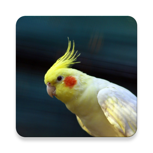 Cockatiel Bird Sound Collections ~ Sclip.app أيقونة