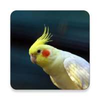 Cockatiel Bird Sound Collections ~ Sclip.app on 9Apps