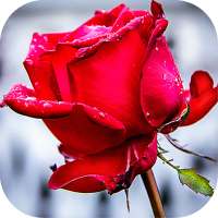 Roses stickers for WhatsApp logo