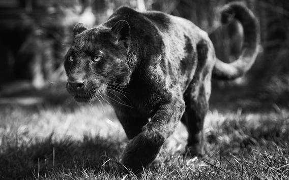Panther Live Wallpaper स्क्रीनशॉट 3