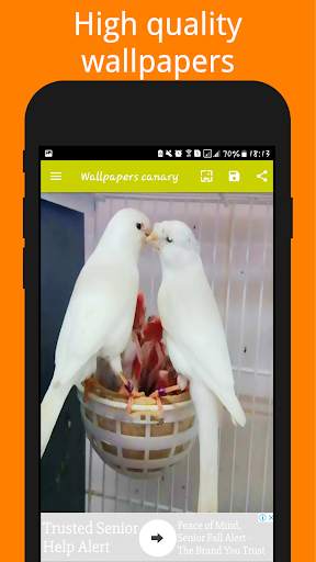 Canary Birds Wallpaper स्क्रीनशॉट 3