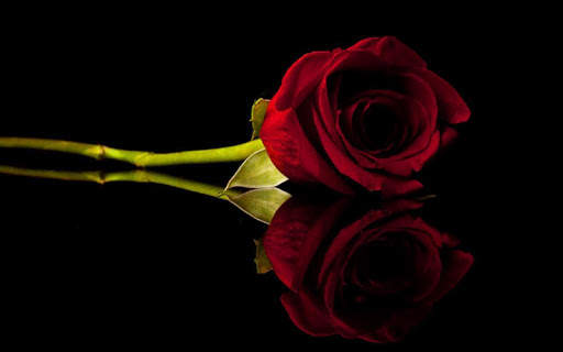 Red Rose Wallpapers screenshot 8