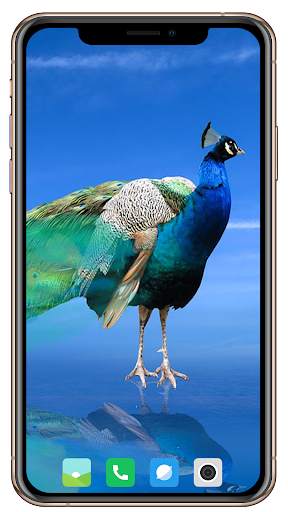 Peacock HD Wallpaper screenshot 2