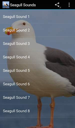 Seagull Sounds screenshot 1