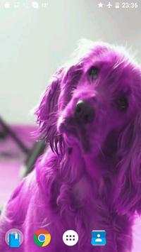 Pink Dog Video Wallpaper screenshot 2