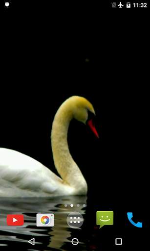 Swan Video Live Wallpaper screenshot 2
