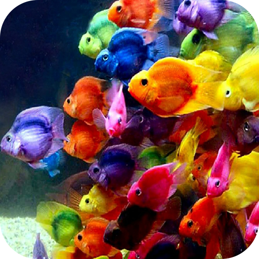 Fish 4k Wallpaper أيقونة