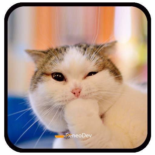 WAStickerapps Funny Cat 1.1