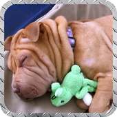 Shar Pei Wallpaper иконка