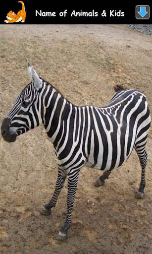 Animal Sounds for Kids Lite screenshot 15