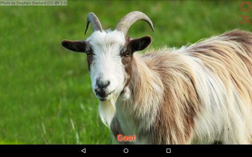 Domestic animals for kids screenshot 8